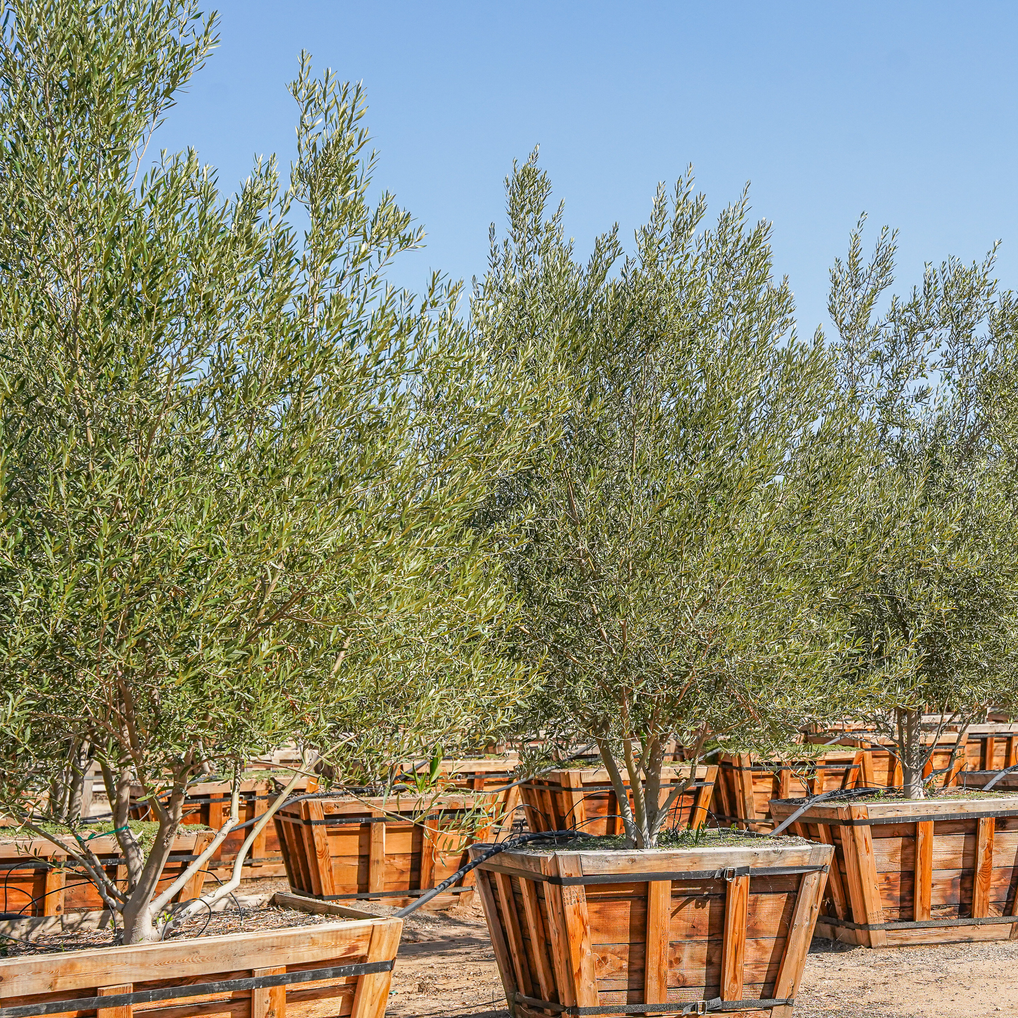 Fruitless Olive | Olive Tree | Moon Valley Nurseries
